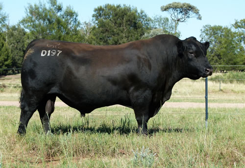 Raff Angus sire